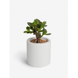 Кашпо "ЦИЛИНДР mini" Кашпо "ЦИЛИНДР mini"