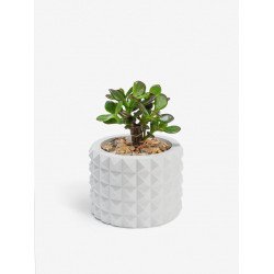 Кашпо "КОЛЮЧКА MINI" Кашпо "КОЛЮЧКА MINI"