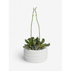 Кашпо "БУБЛИК 2.0" Кашпо "БУБЛИК 2.0"