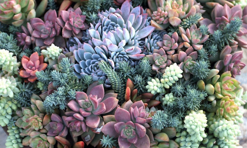 Суккуленты дома? Да!