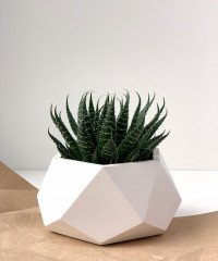 Кашпо & Горшки